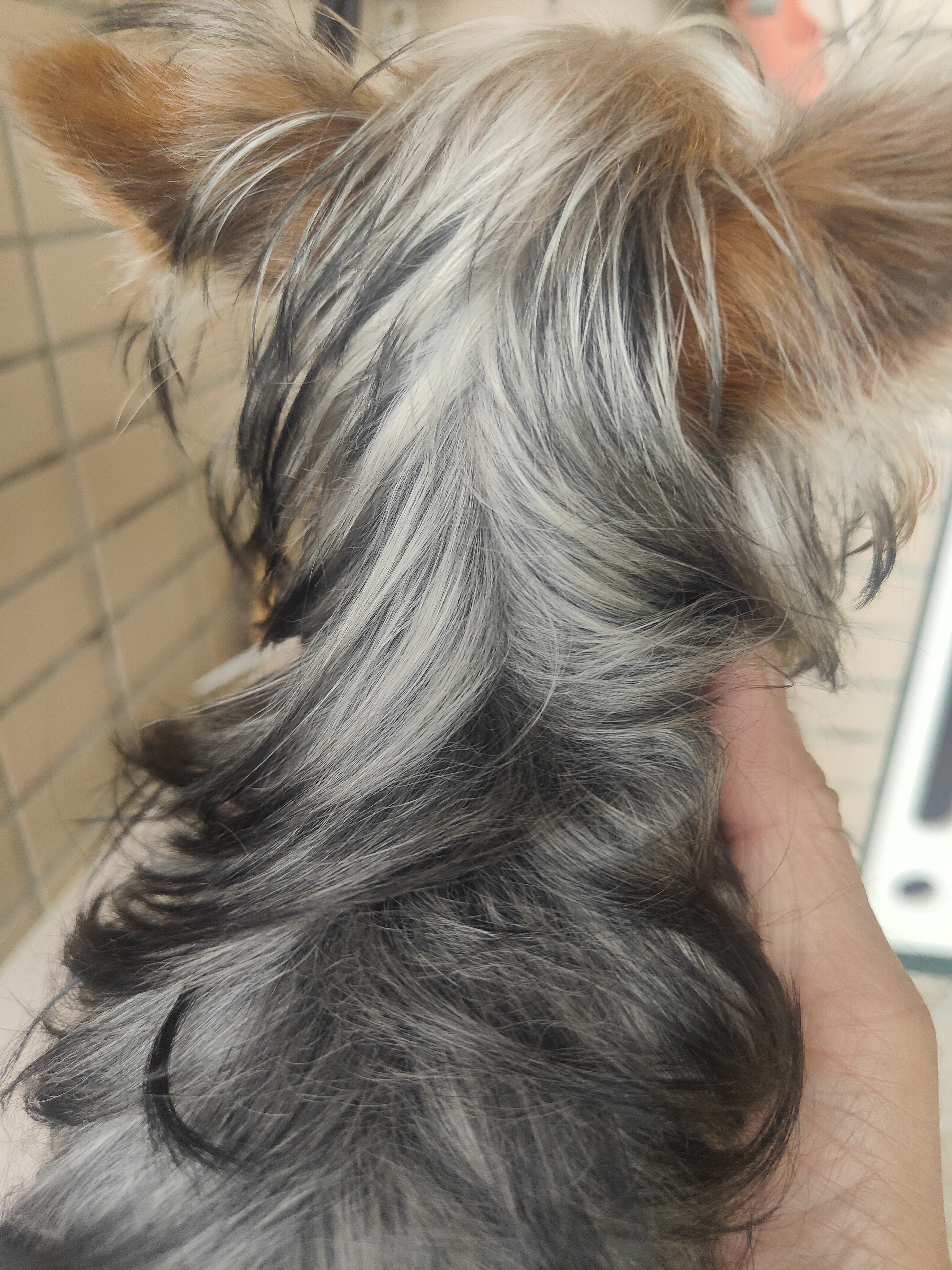 低价出售约克夏幼犬